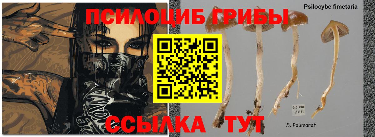 Галлюциногенные грибы Magic Shrooms  Вход с VPN  Псилоцибиновые грибы прущие грибы  Маркс 